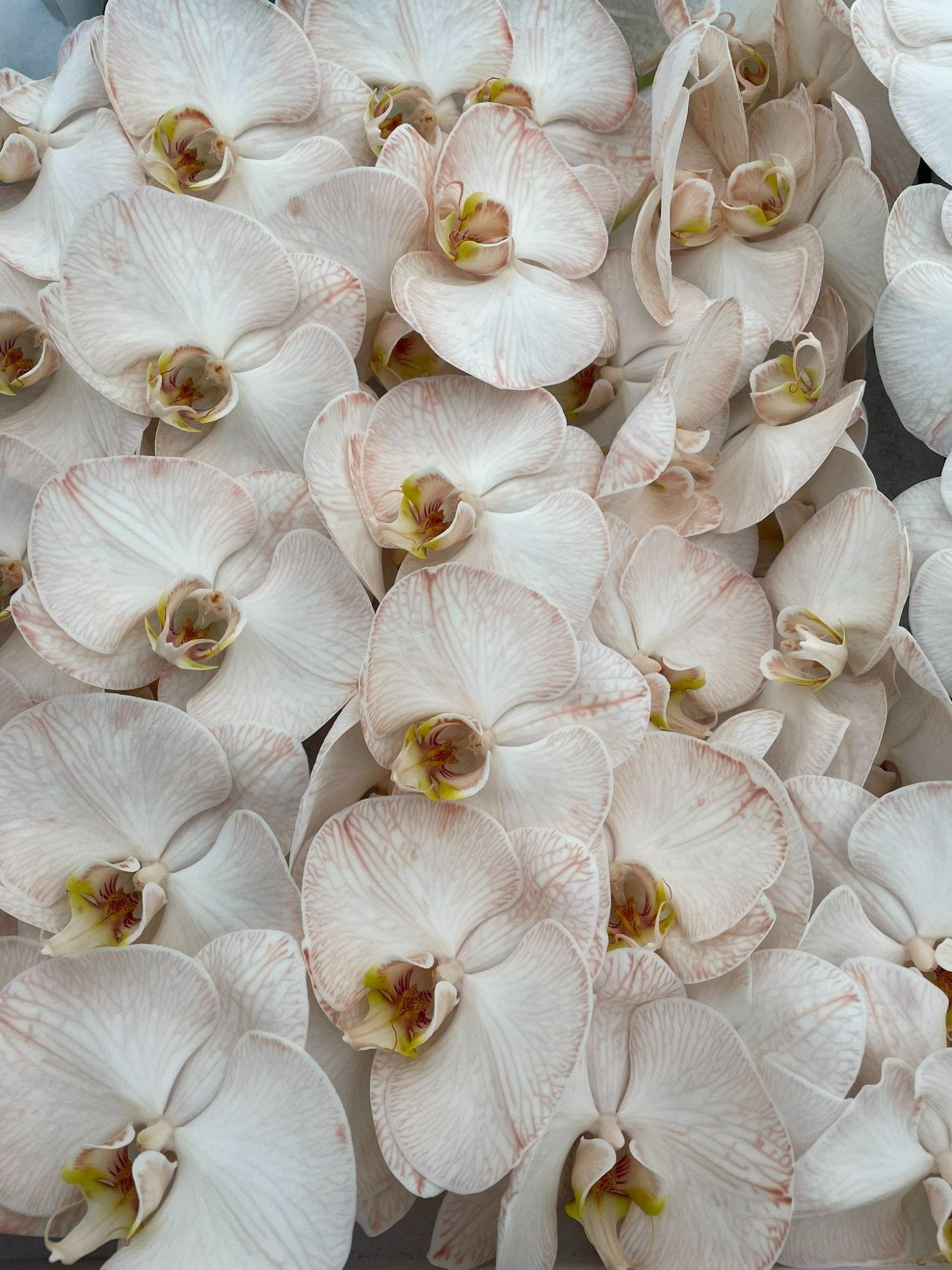 Phal Coloured Caramel