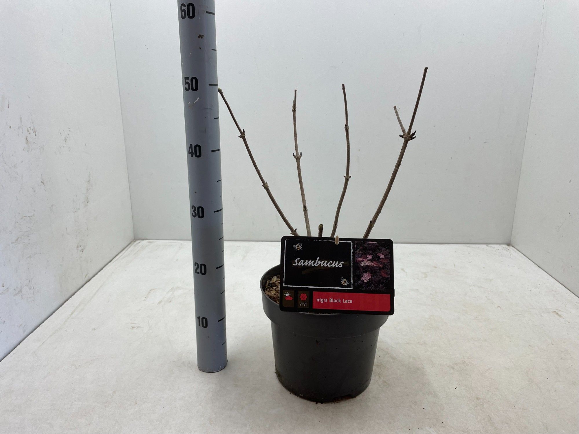 Sambucus nigra Black Lace ('Eva')