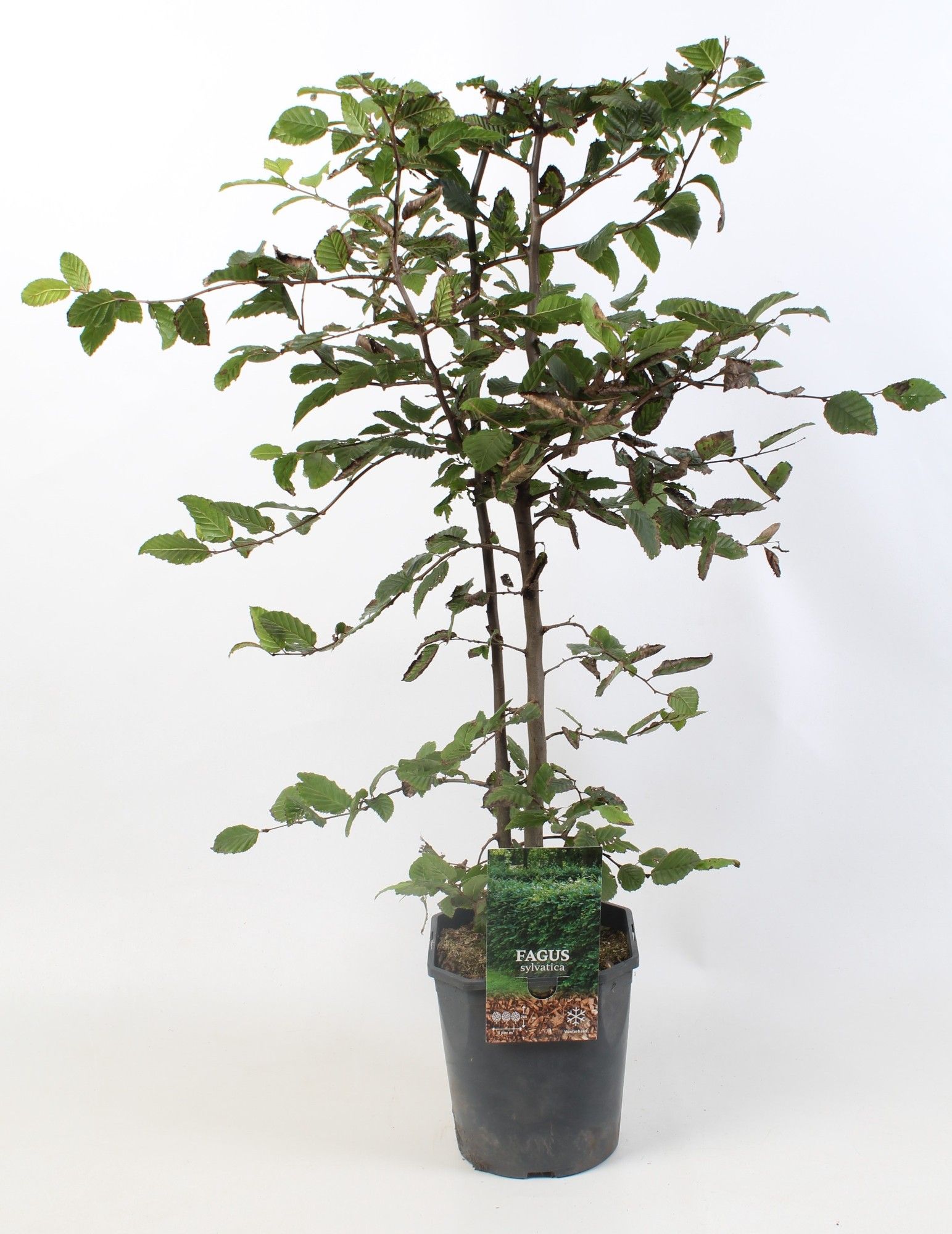 Fagus sylvatica haag