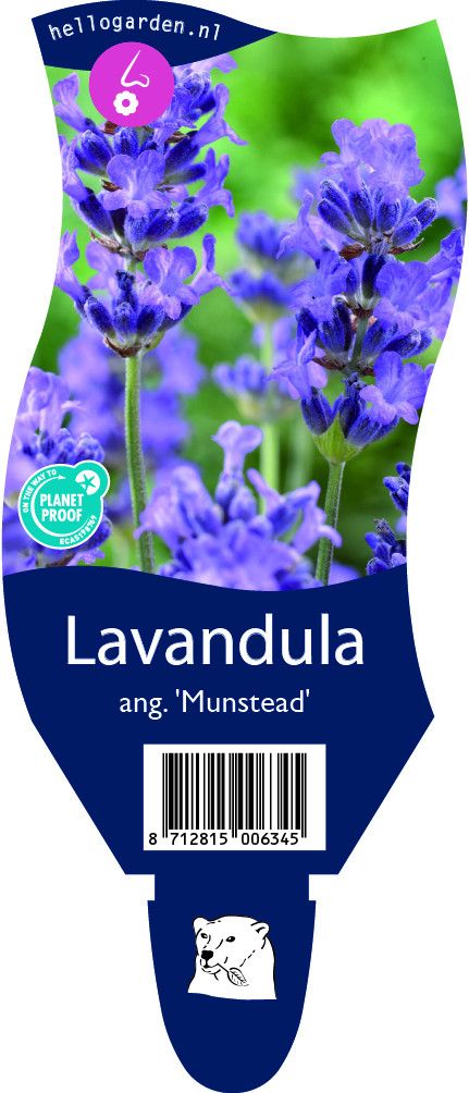 Lavandula angustifolia 'Munstead'