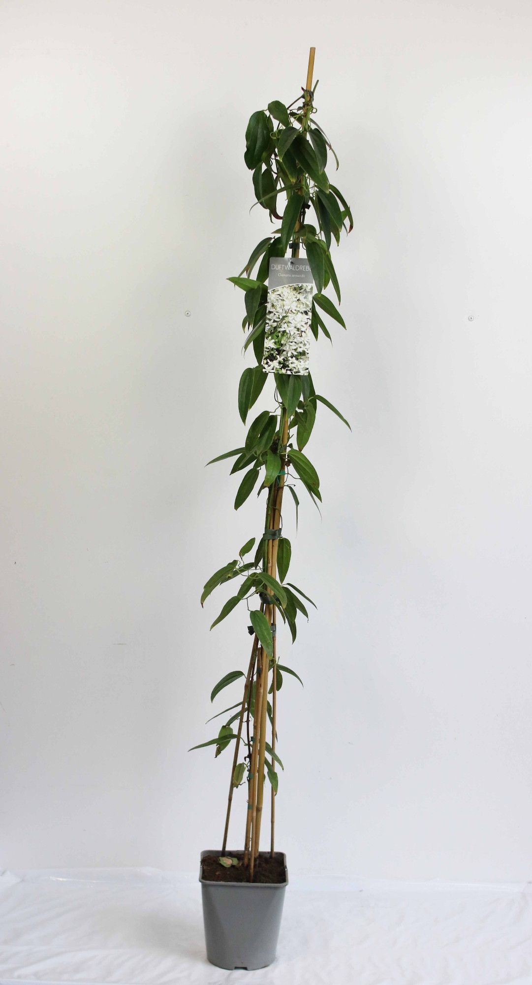 Clematis armandii in varieties
