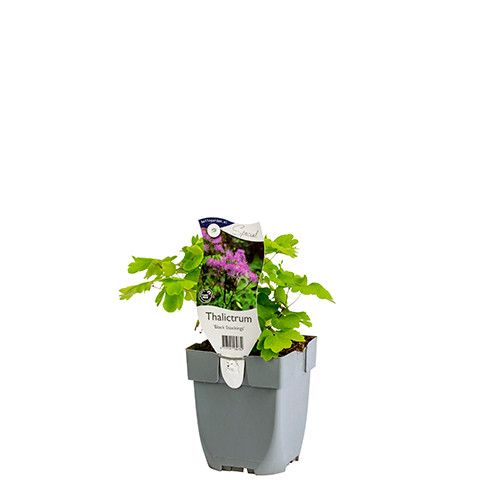 Thalictrum 'Black Stockings'