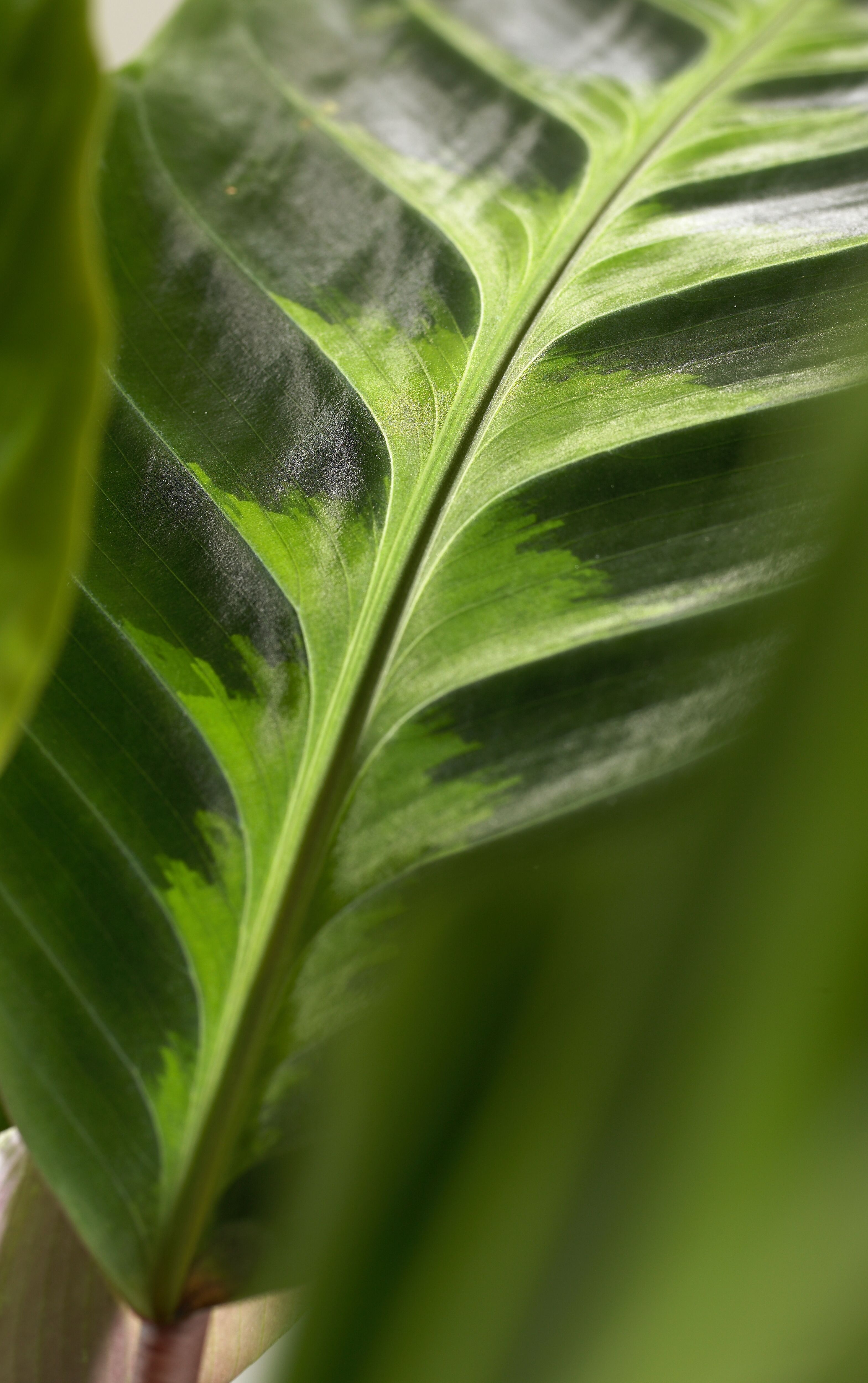 drachenbaum white stripe Striped Dracaena For Sale, Including Care Guide Small / Eco Pot / Coconut