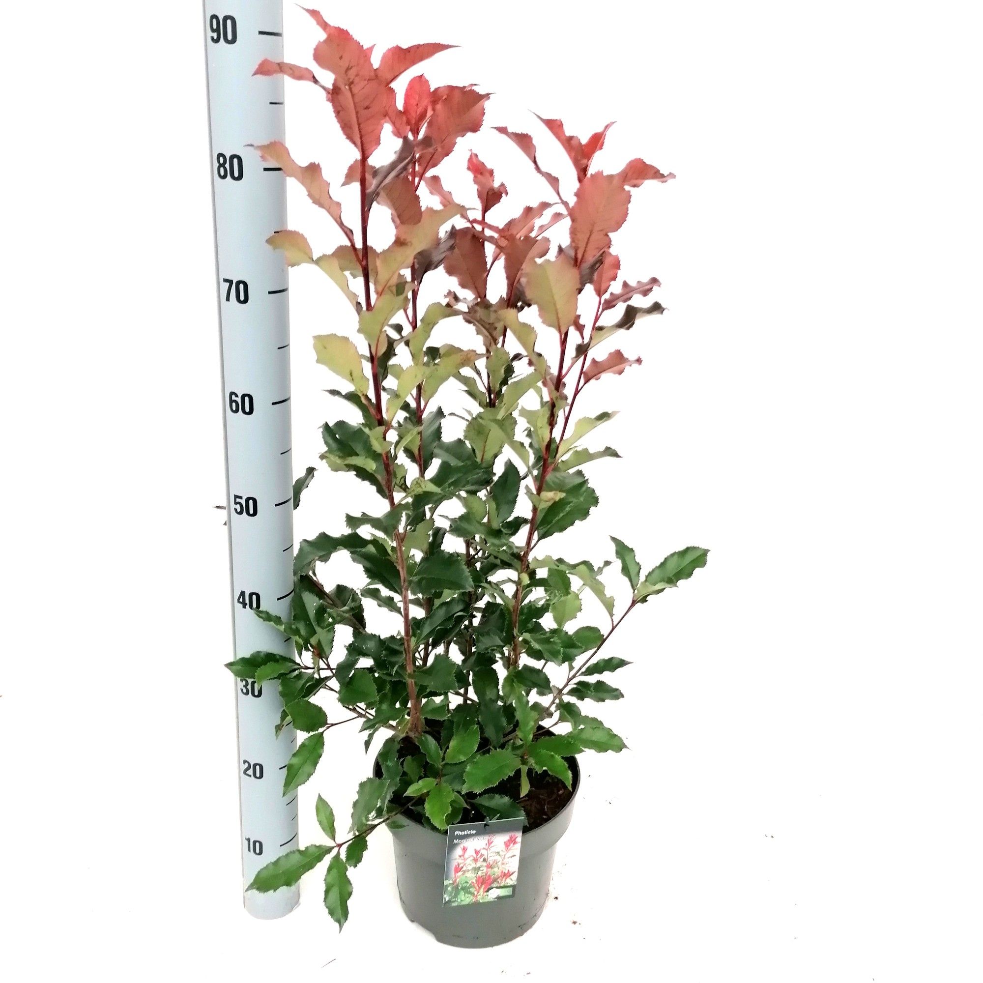 Craigmarloch nurseries. Photinia fraseri 'Magical Volcano'® C5