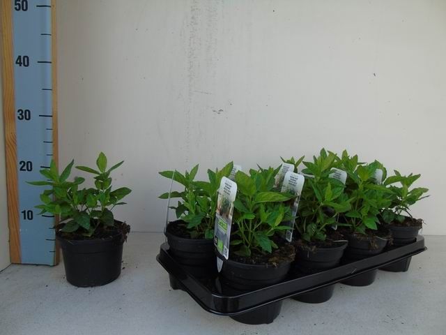 Mentha spicata bio groene munt