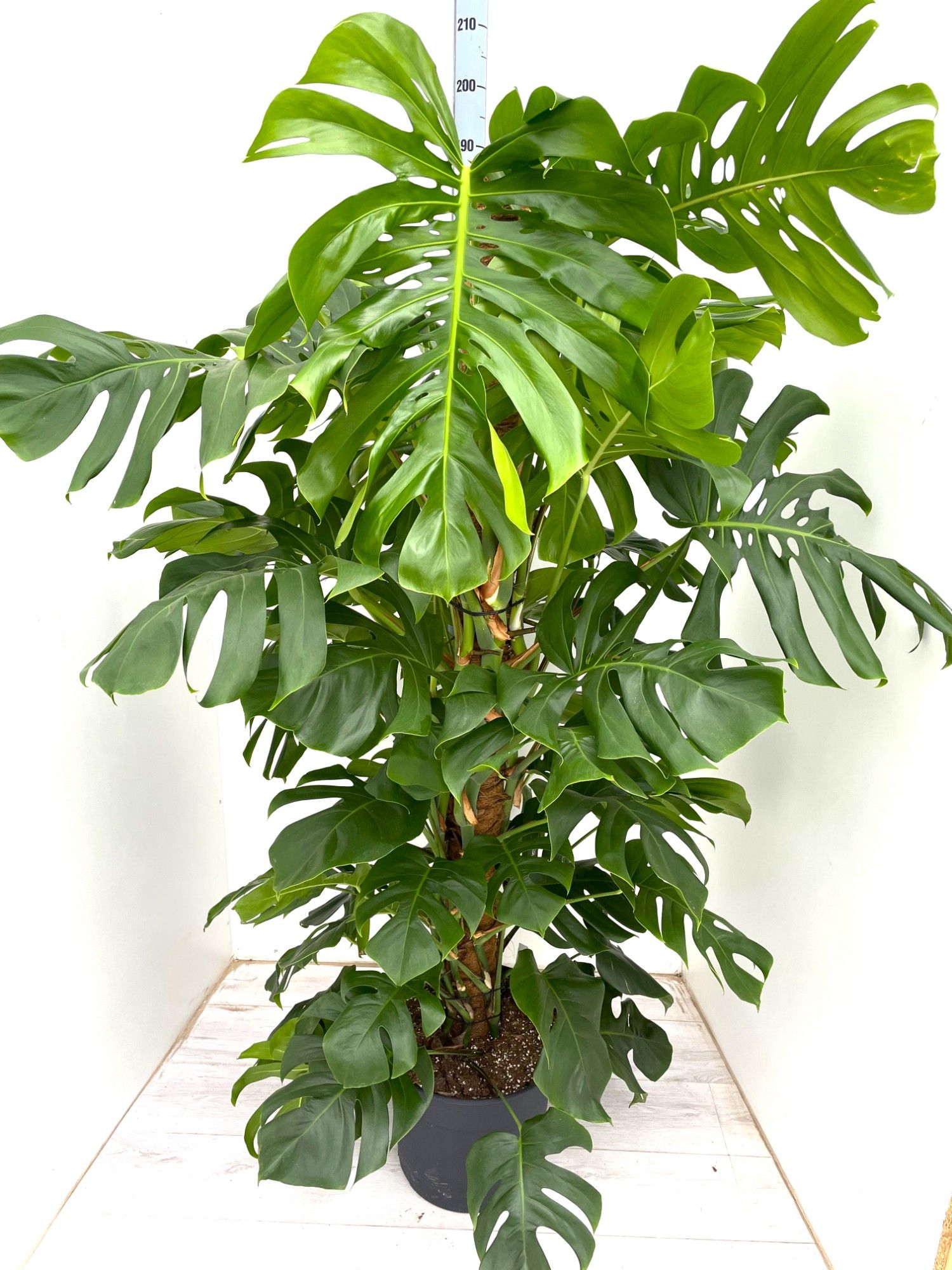 Monstera (Pertusum Grp) Moss pole | Gardenline