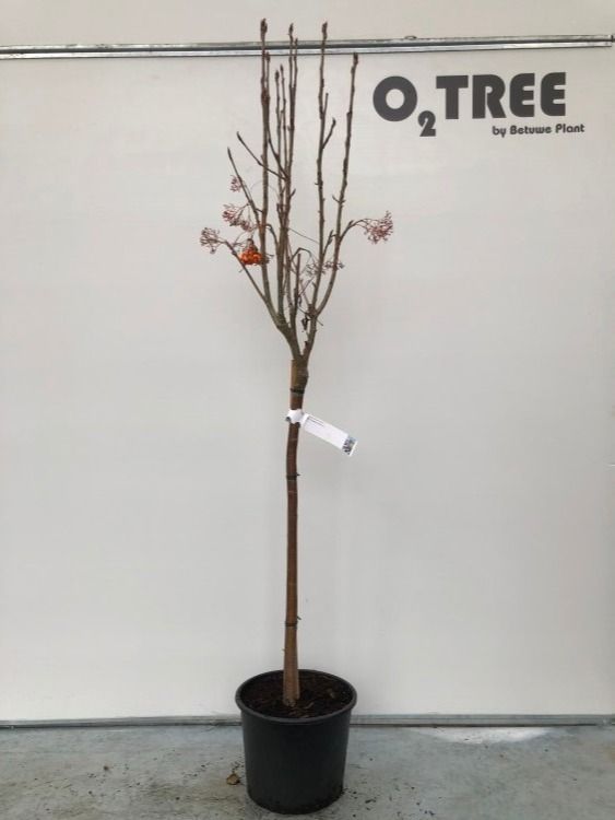 Sorbus Autumn Spire halfstam