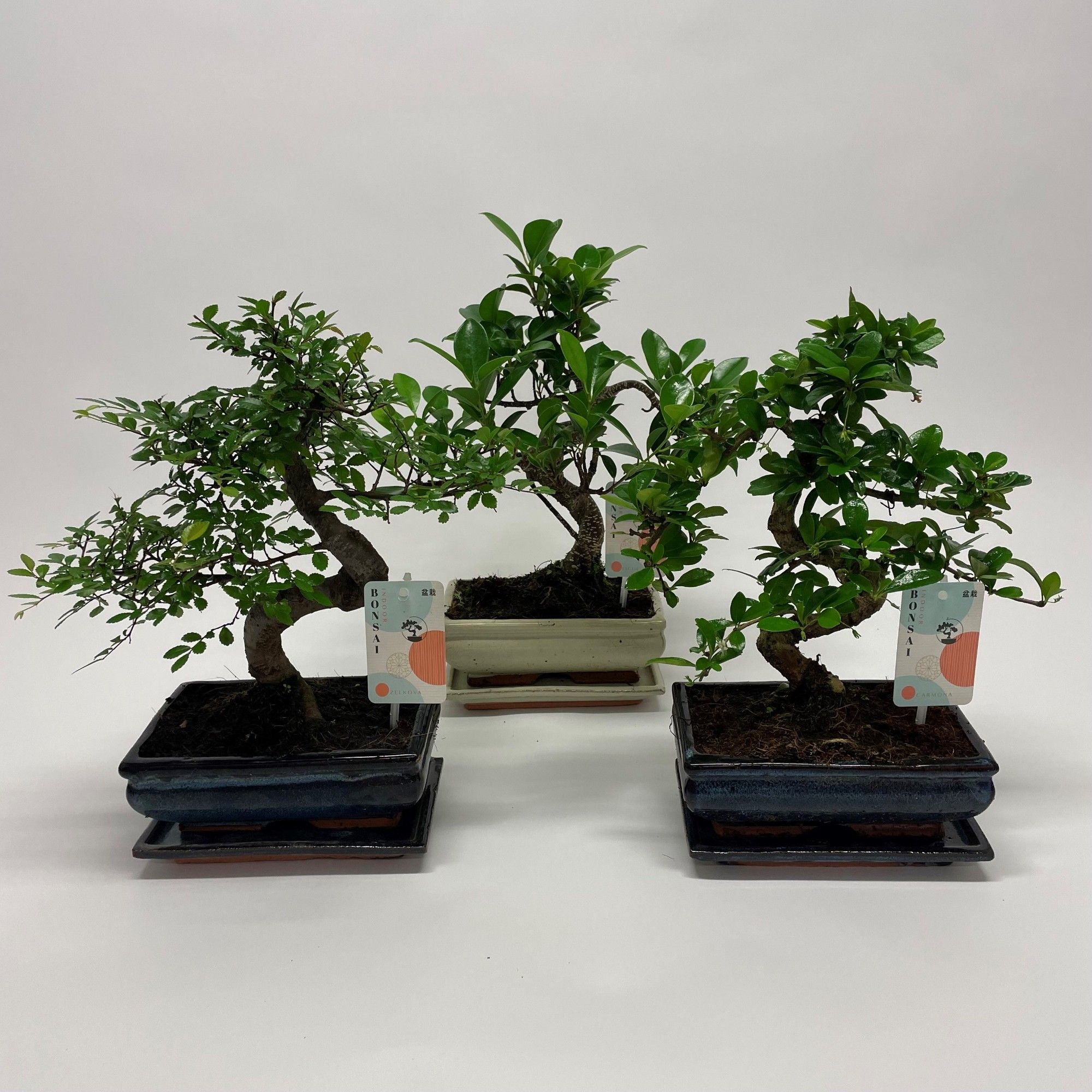 bambus fargesia robusta campbell FARGESIA ROBUSTA 'CAMPBELL'  Scottish Bamboo