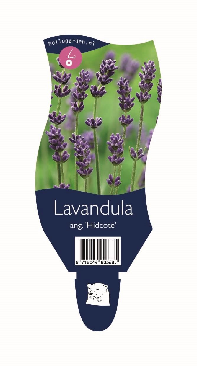 Lavandula angustifolia 'Hidcote'
