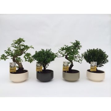 Bonsai Mixed A Piece Pure Bonsai Bonsai Foliage Plants All Products Vida Verde