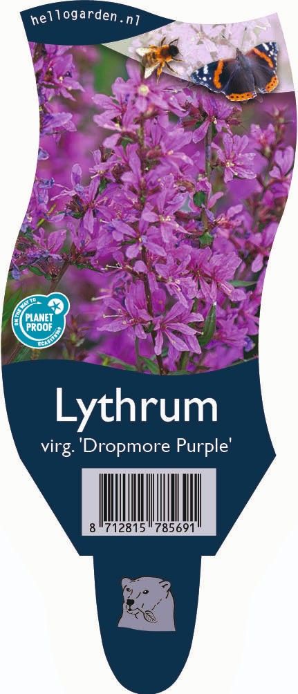 Lythrum 'Dropmore Purple'