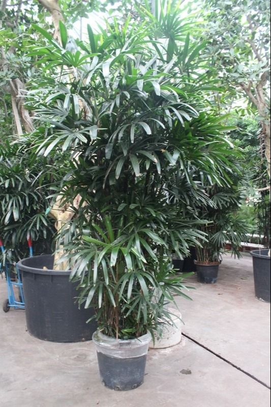Rhapis excelsa