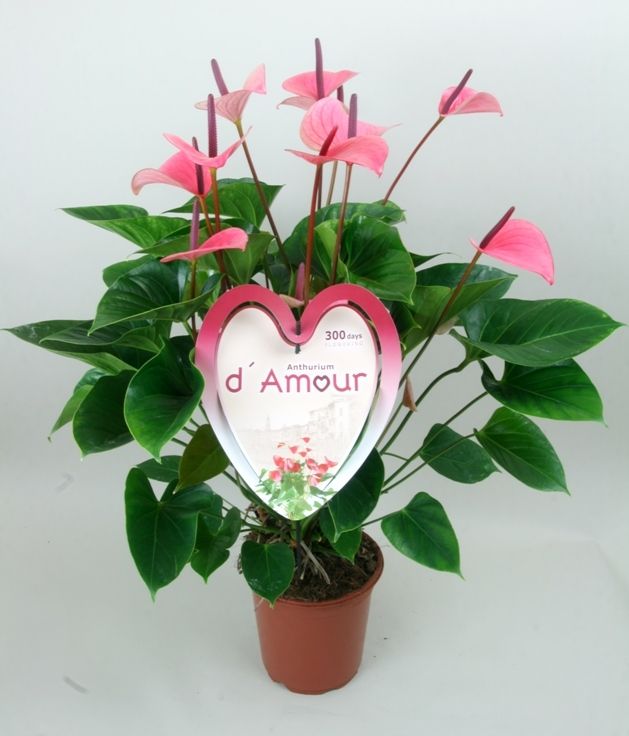Anthurium Summer Love Imp | Hamiplant