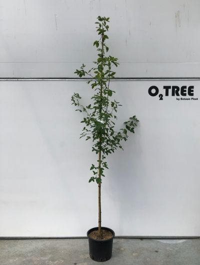 Laburnum anagyroides