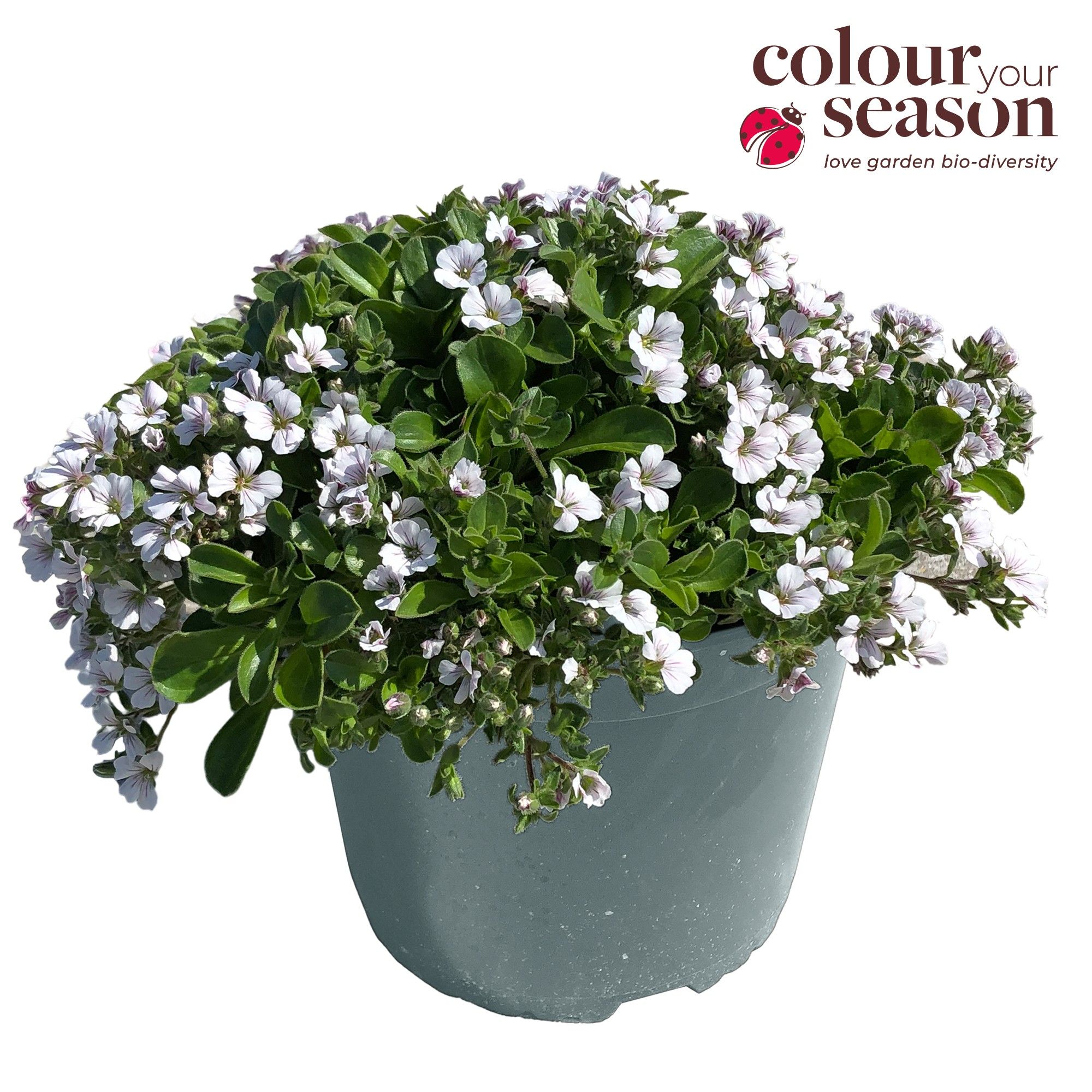 Gypsophila cerastioides Plena wit