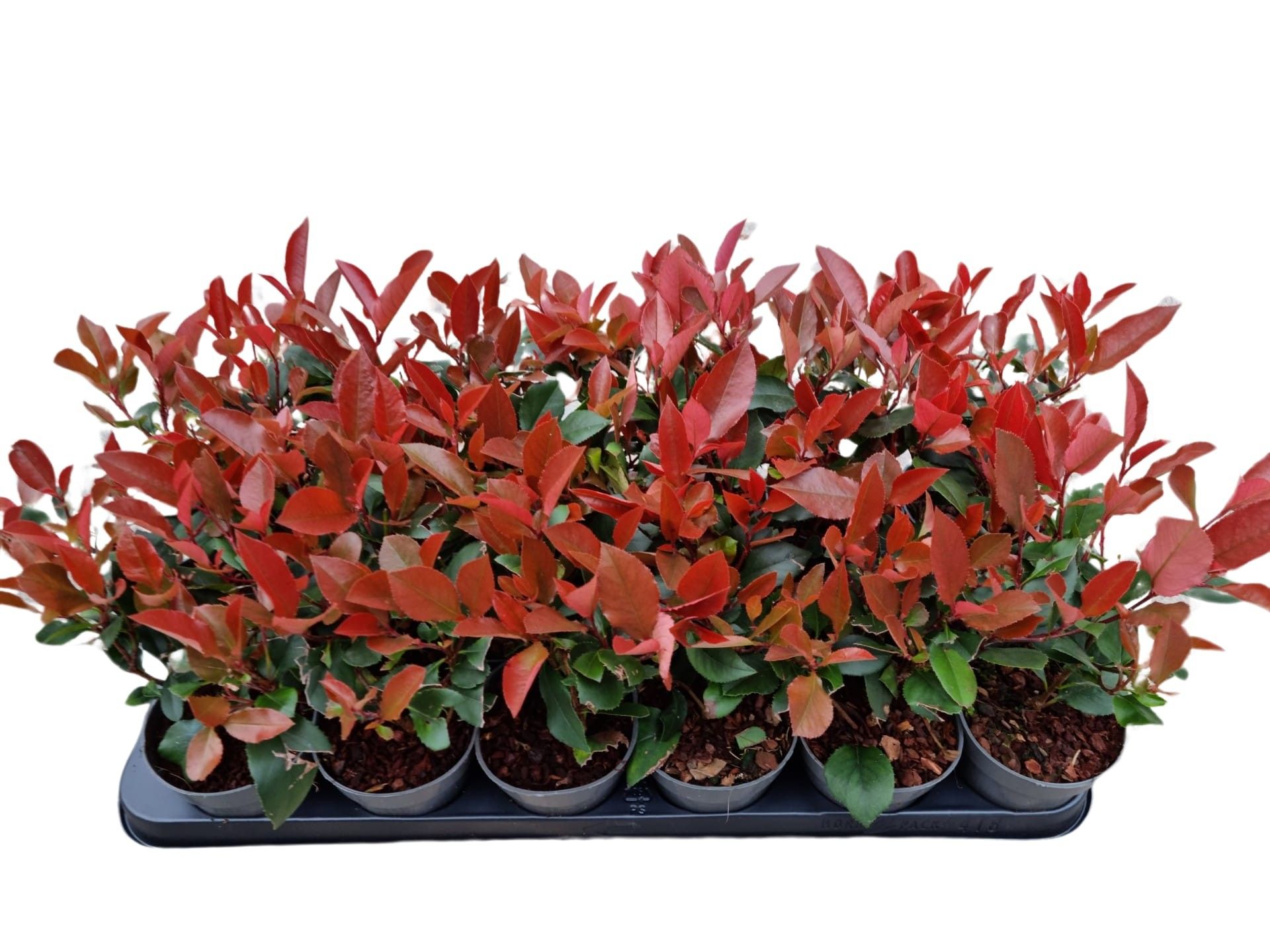 Photinia fraseri 'Little Red Robin'