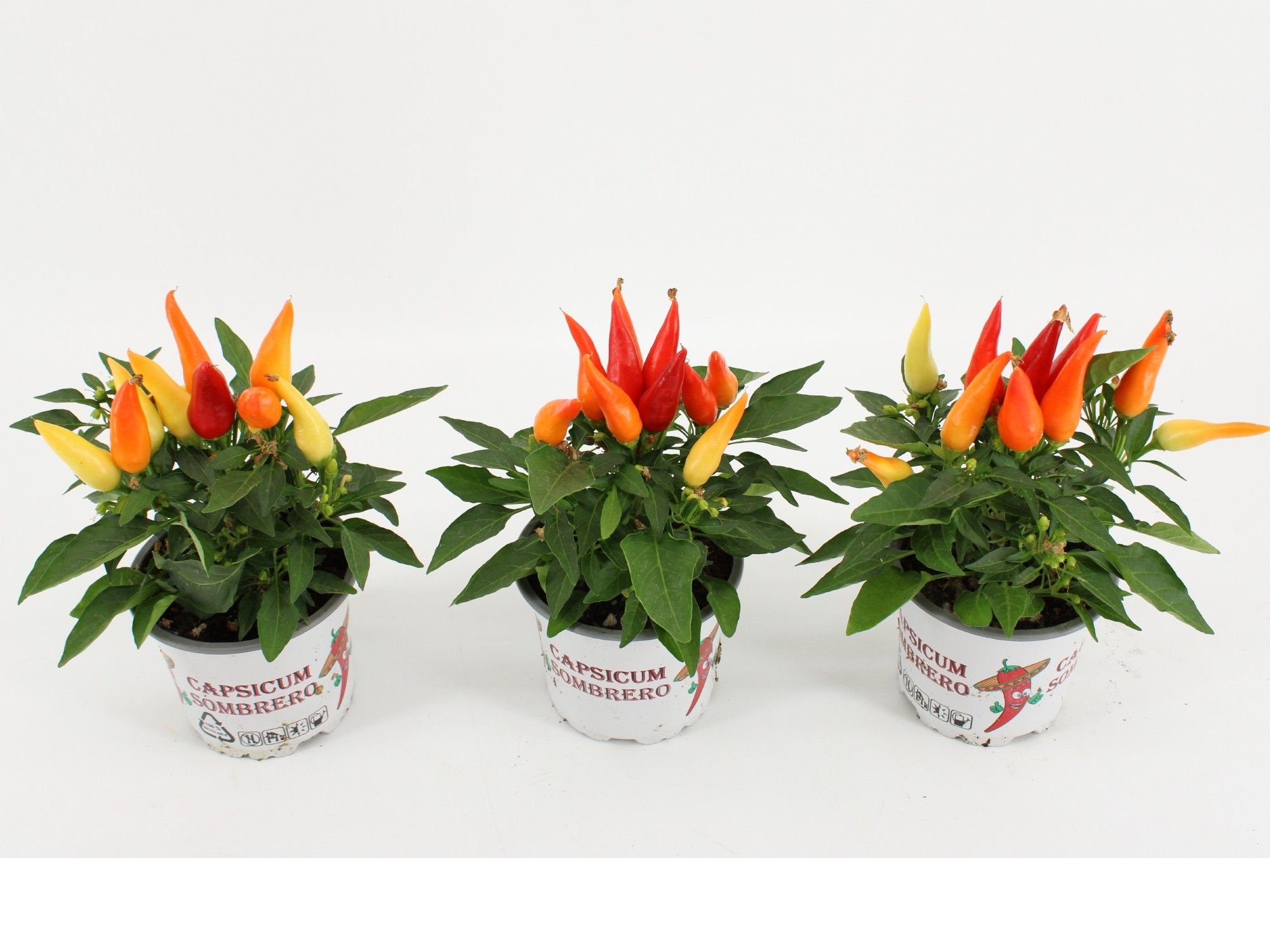 Capsicum Sombrero Joker