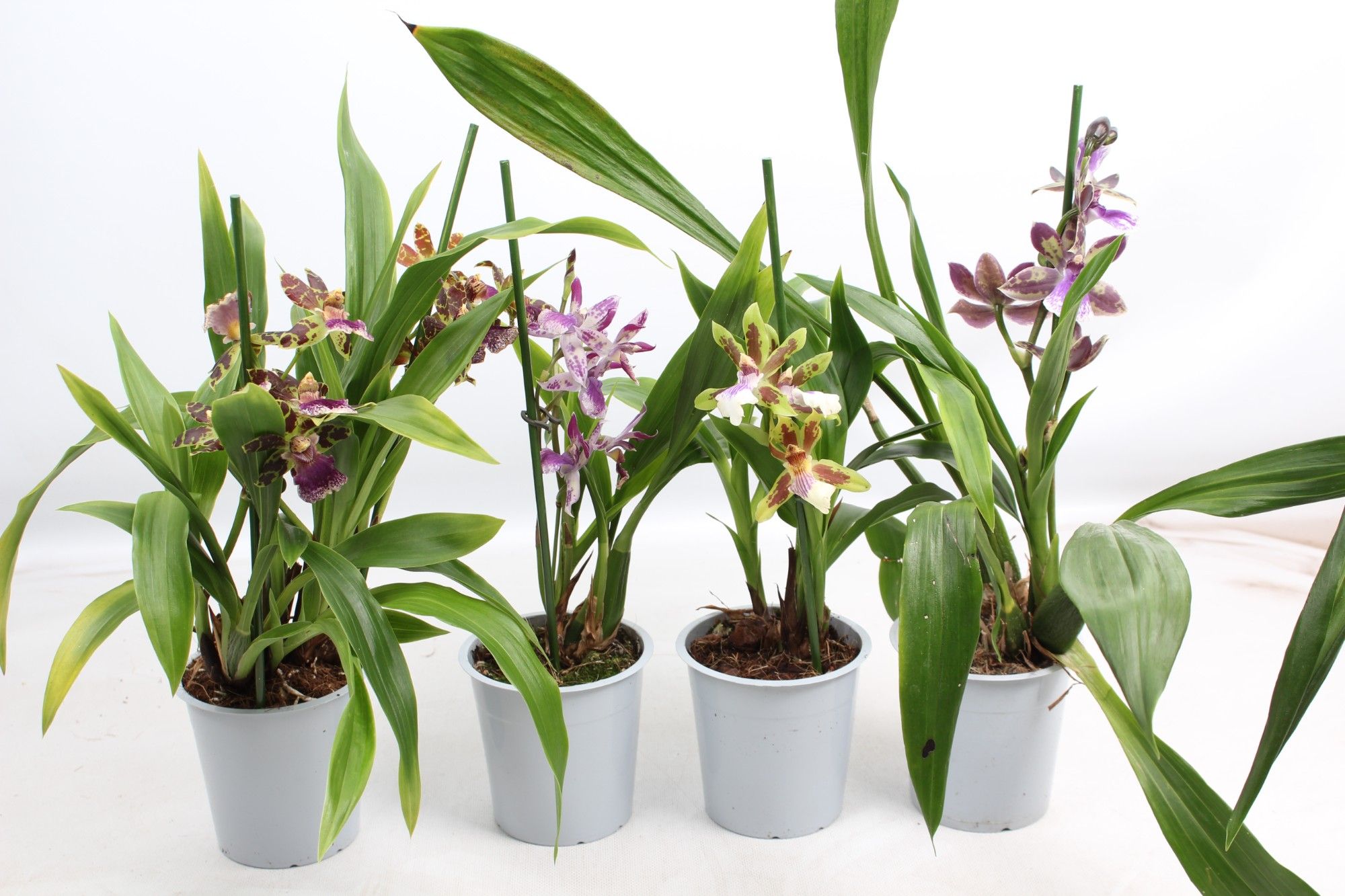 Zygopetalum A2 mix