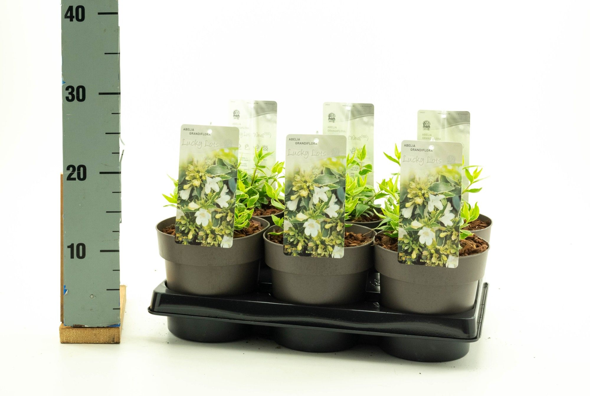 Abelia grandiflora Lucky Lots ('Wevo2')