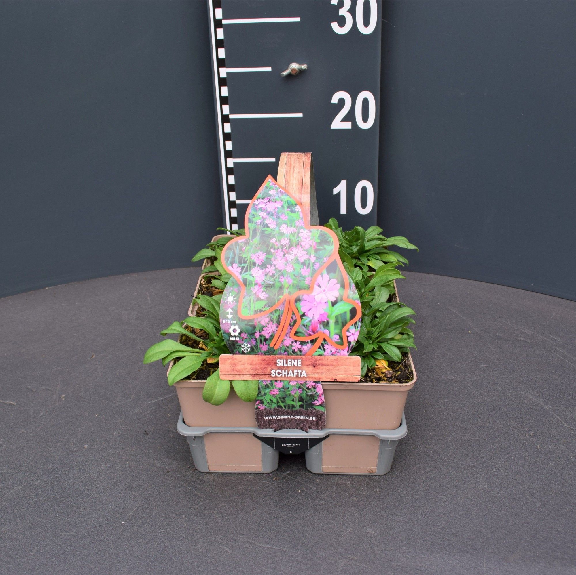 Silene schafta 6 pack