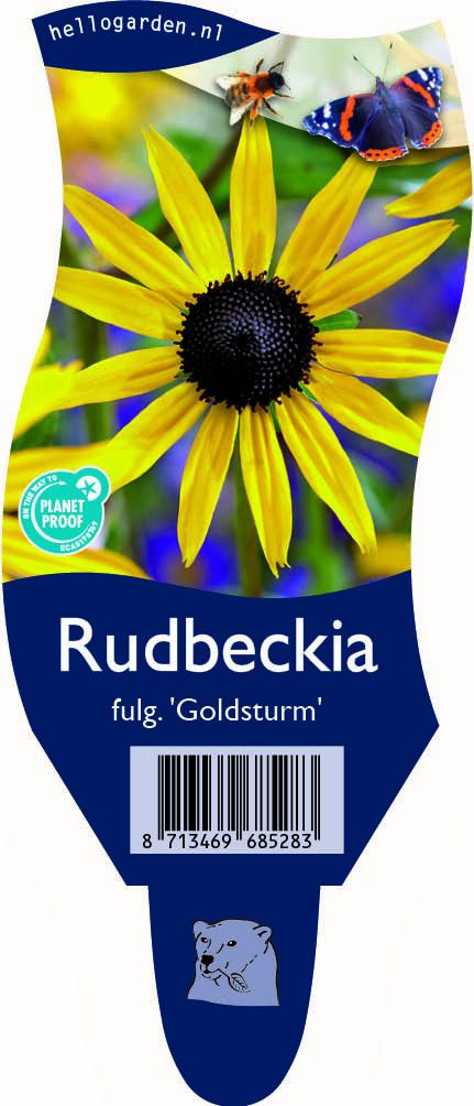 Rudbeckia f. 'Goldsturm'
