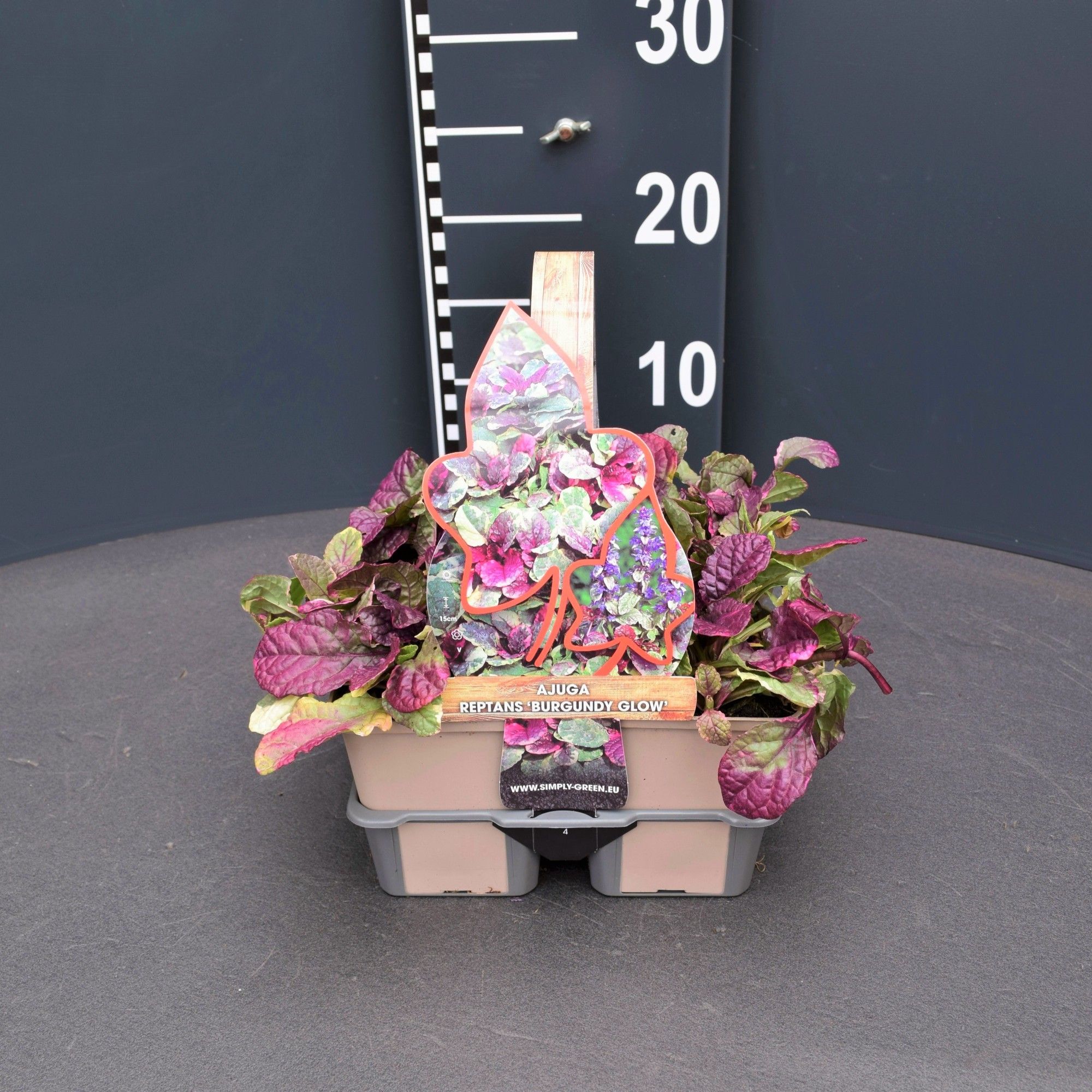 Ajuga reptans 'Burgundy Glow' 4 pack