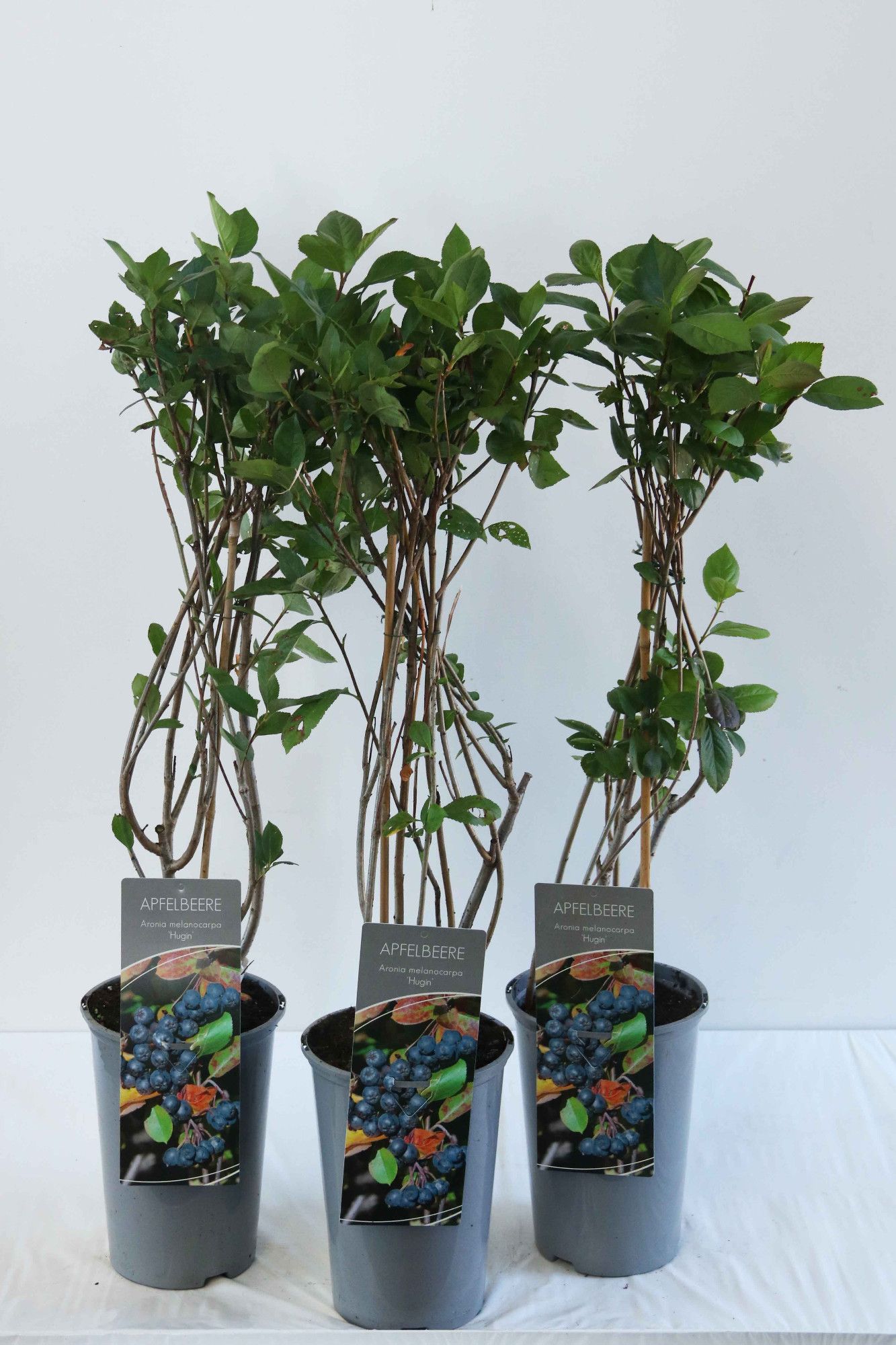 Aronia melanocarpa 'Hugin'
