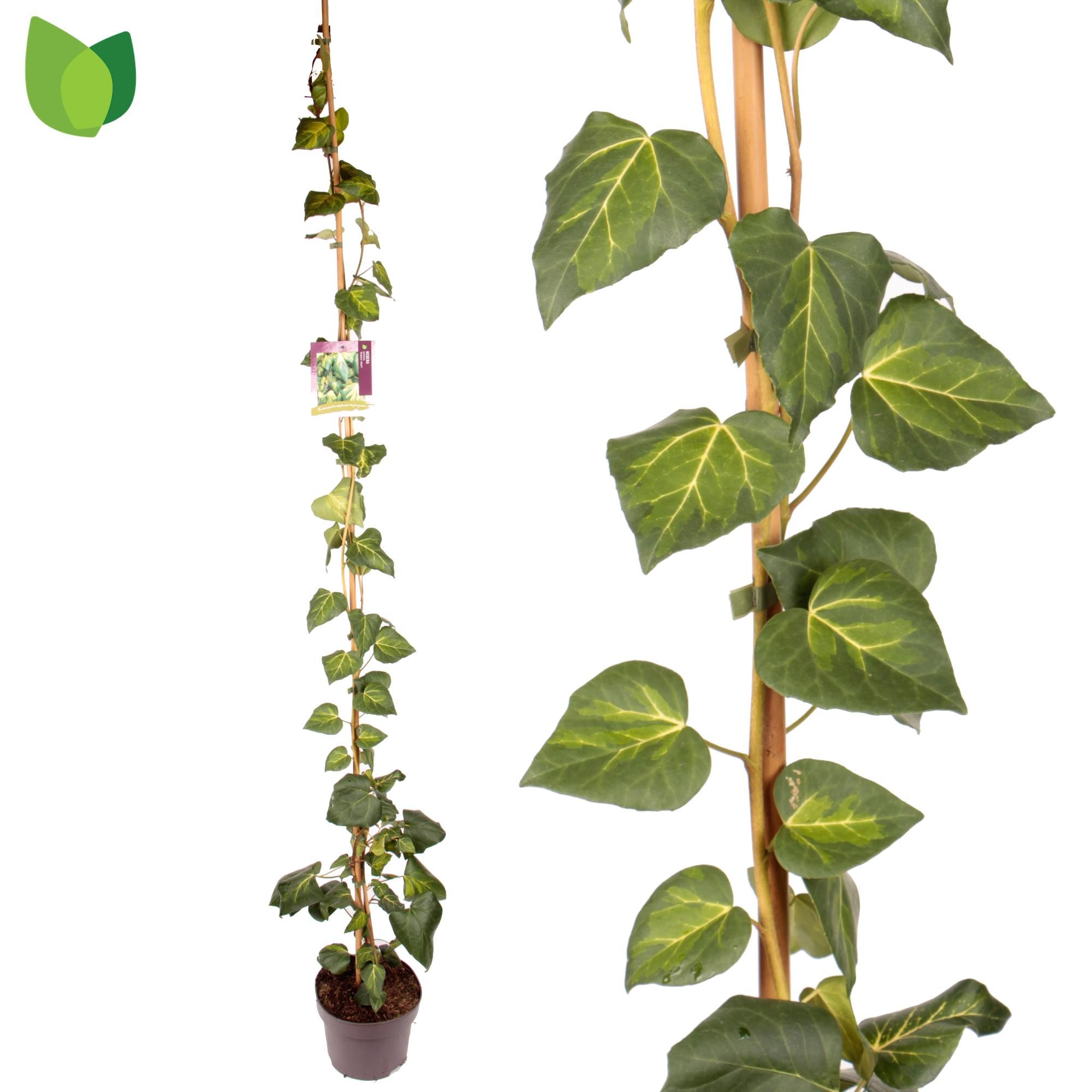 Hedera colchica 'Sulphur Heart'