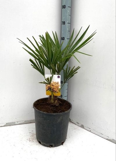 Trachycarpus fortunei