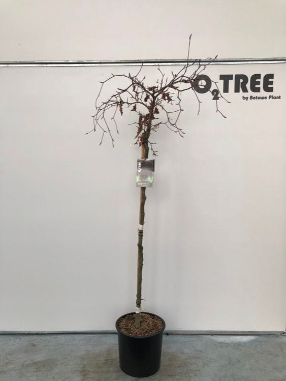Fagus syl. 'Purpurea Pendula' halfstam