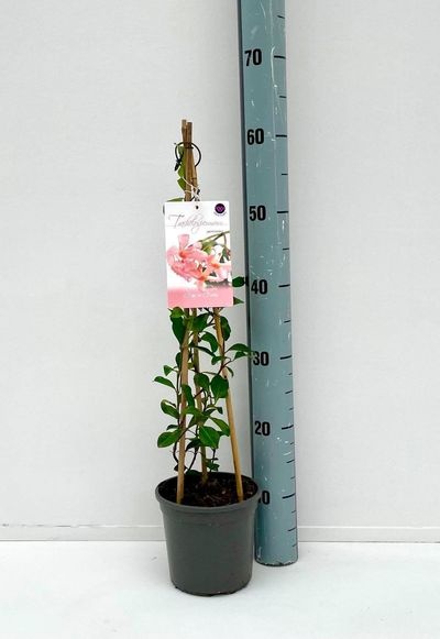 Trachelospermum jasminoides Star of Sicily