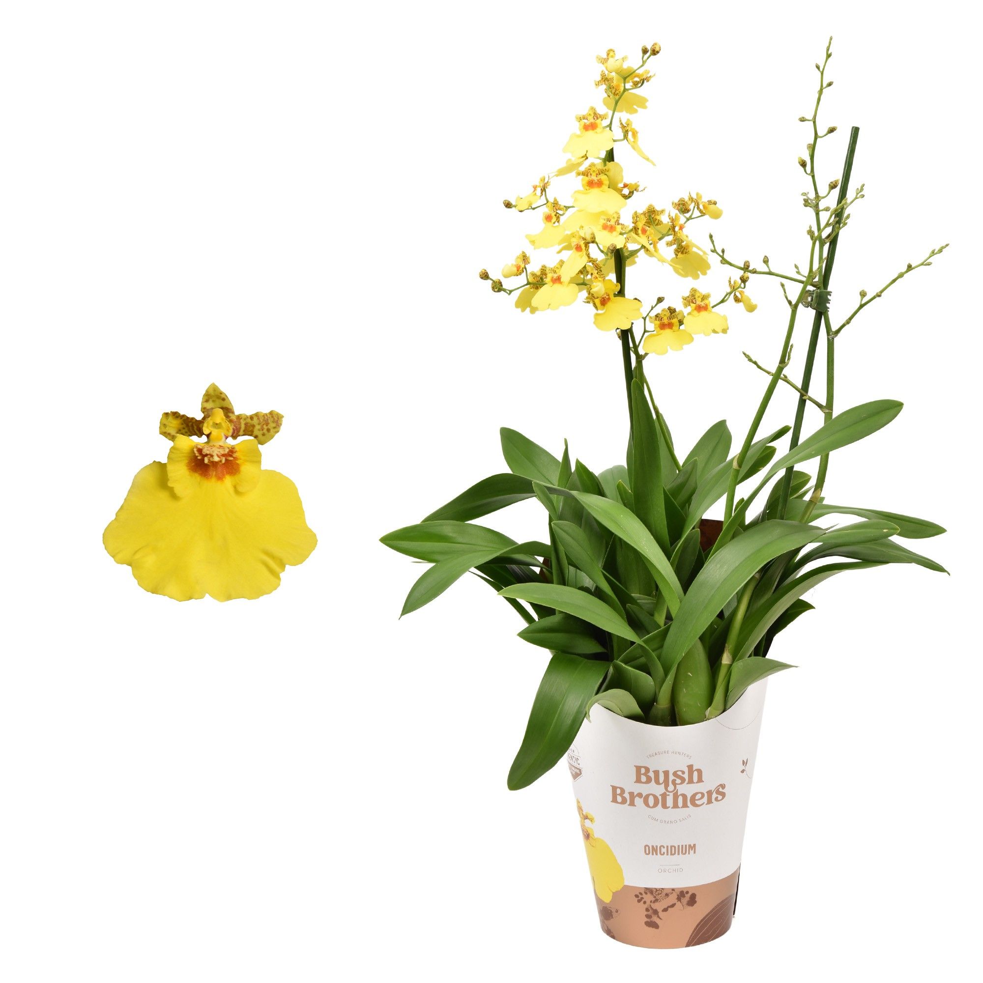 Oncidium 'Münsterland Stern' 2 tak