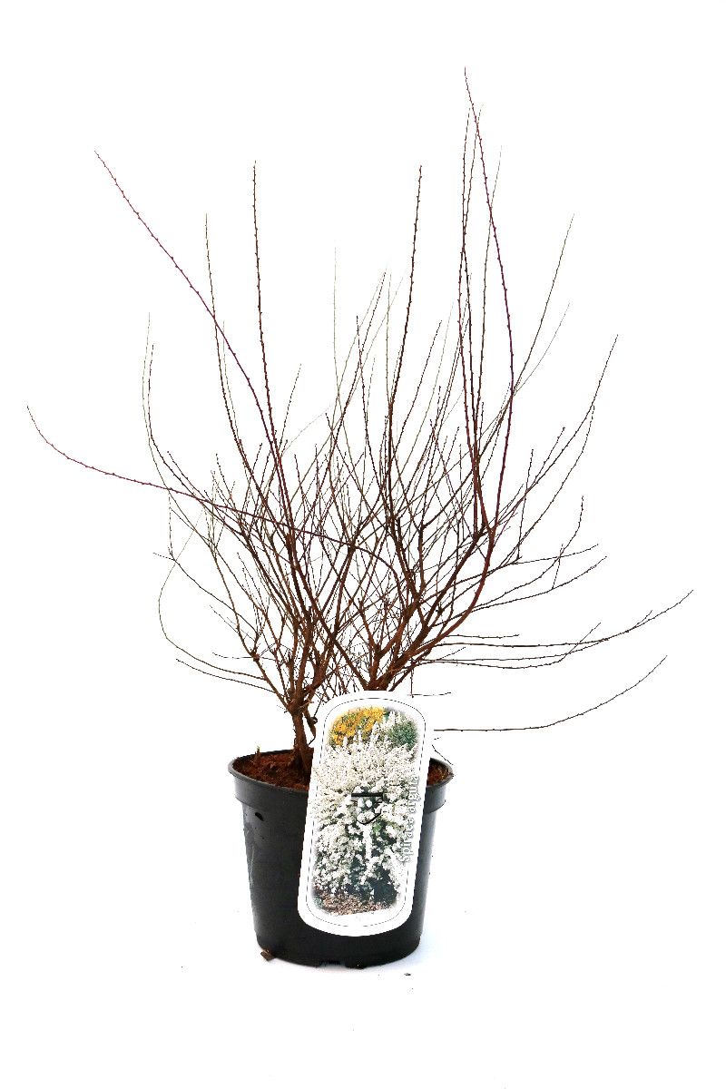 Spiraea arguta