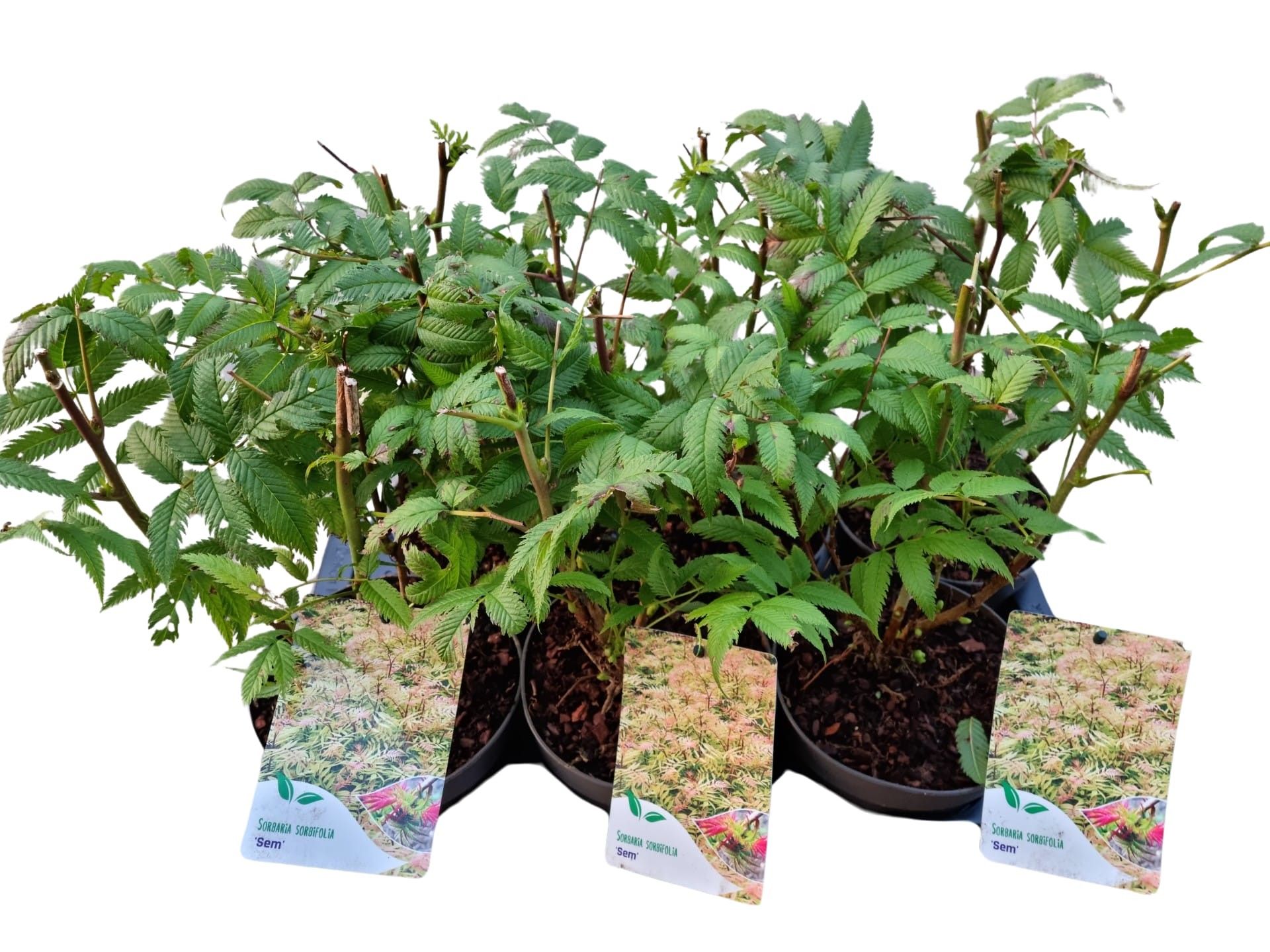 Sorbaria sorbifolia 'Sem'