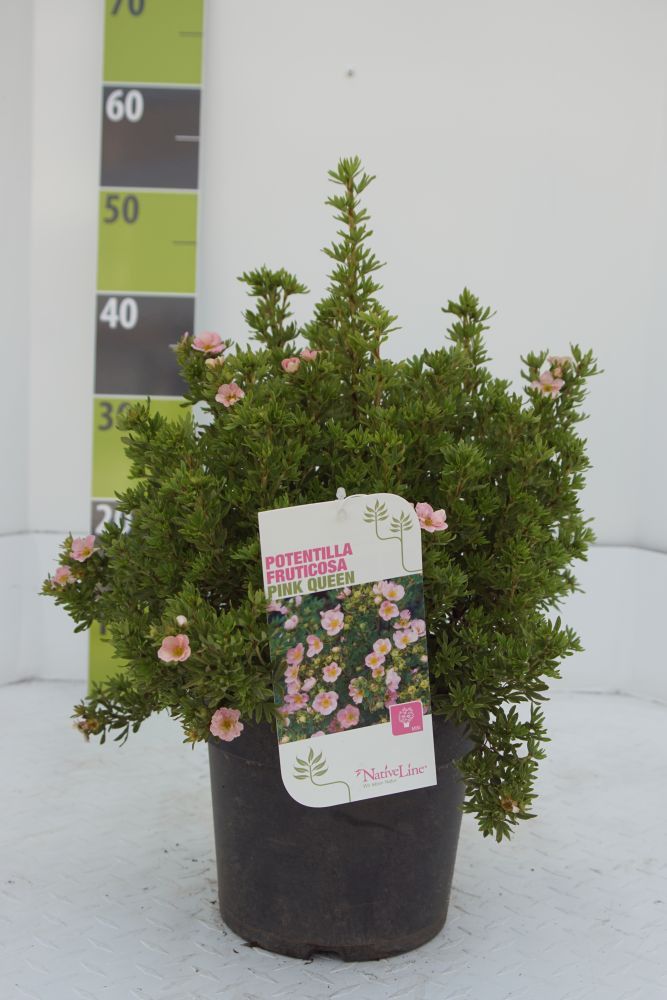 Potentilla 'Pink Queen'