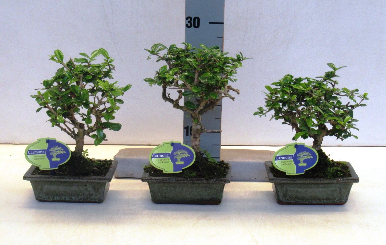 bonsai mixed Universal Bonsai Soil Mix  Bonsai Supply
