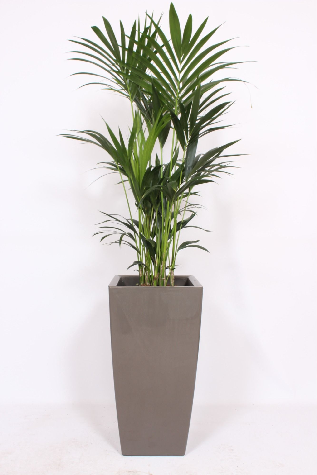 Howea Forsteriana in Piza pot "taupe"