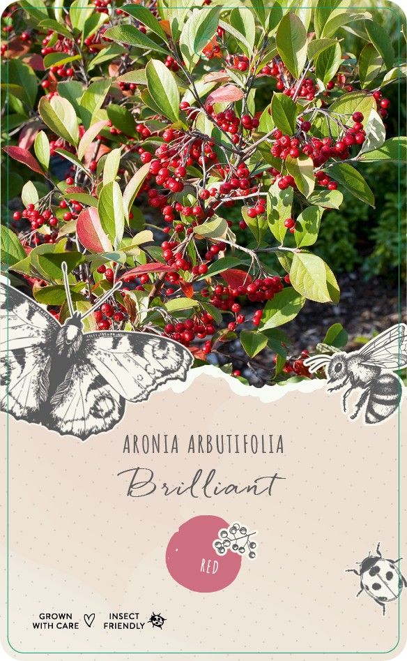 Aronia arbutifolia 'Brilliant'