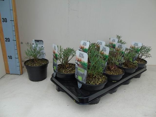 Crithmum maritimum bio zeevenkel