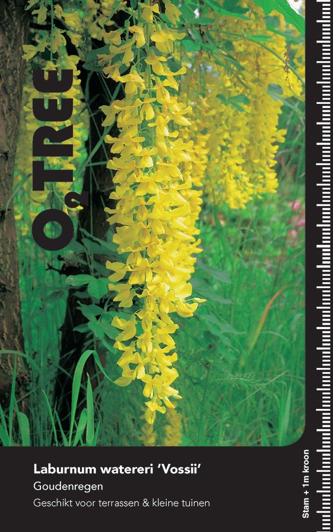 Laburnum watereri 'Vossii' hoogstam
