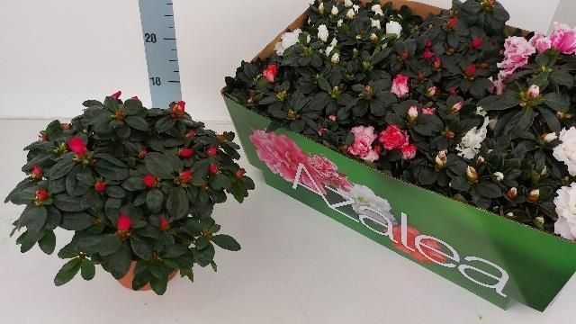 16 Kasım Pazartesi Mezat Ön Sipariş 1309