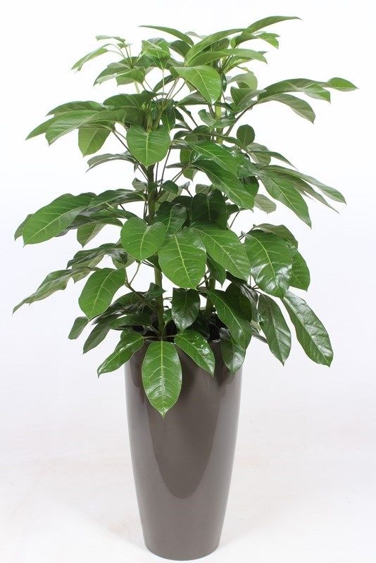 Schefflera actinophylla 'Amate’ in Santorini "taupe"