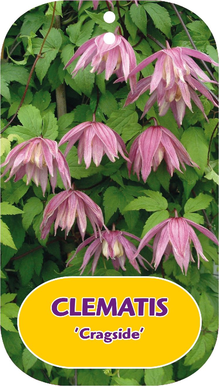 Clematis 'Cragside'