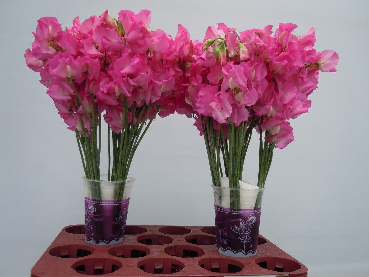 Lathyr Wi Suns Rose