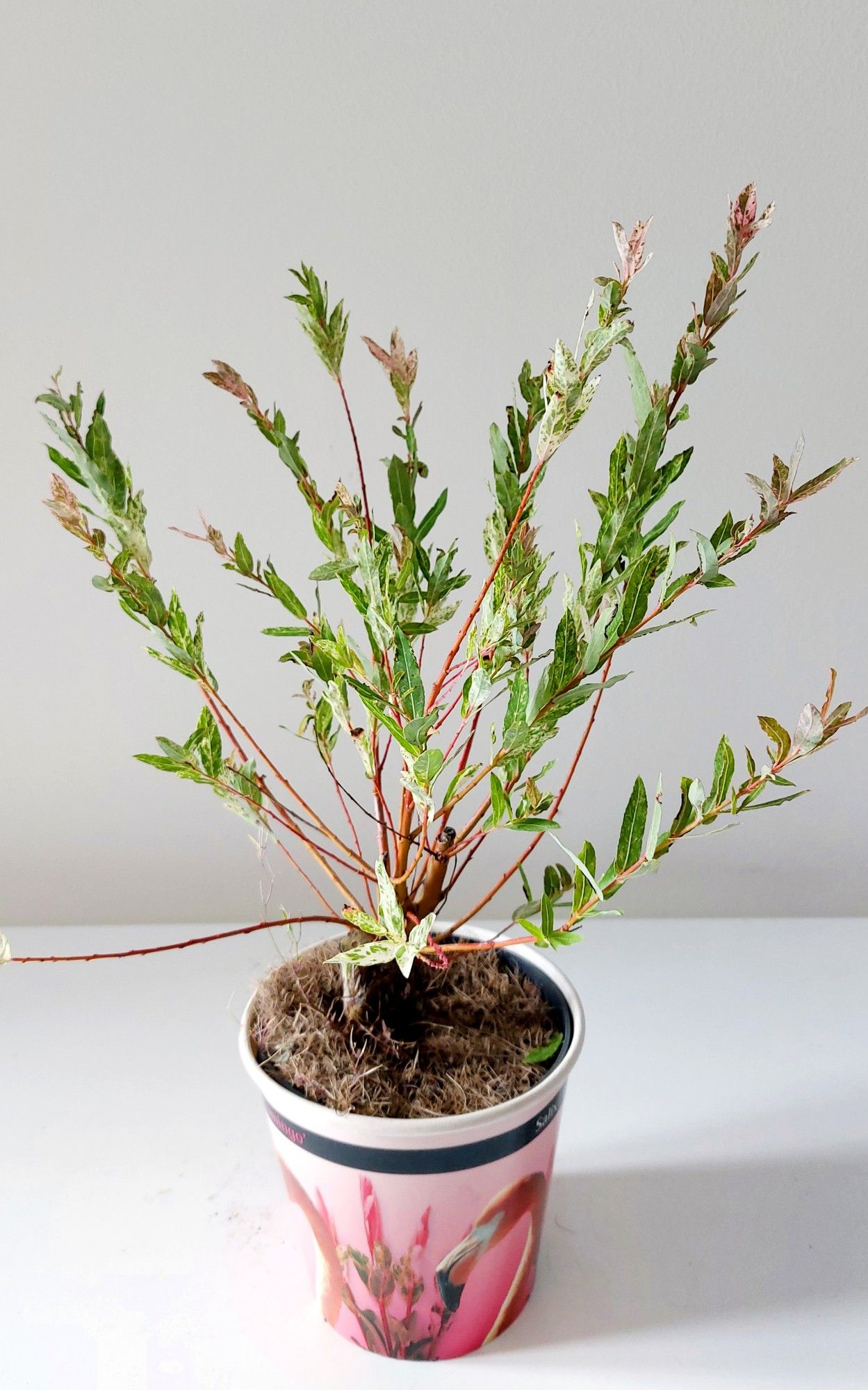 Picture of Salix Flamingo bush p12 cup
