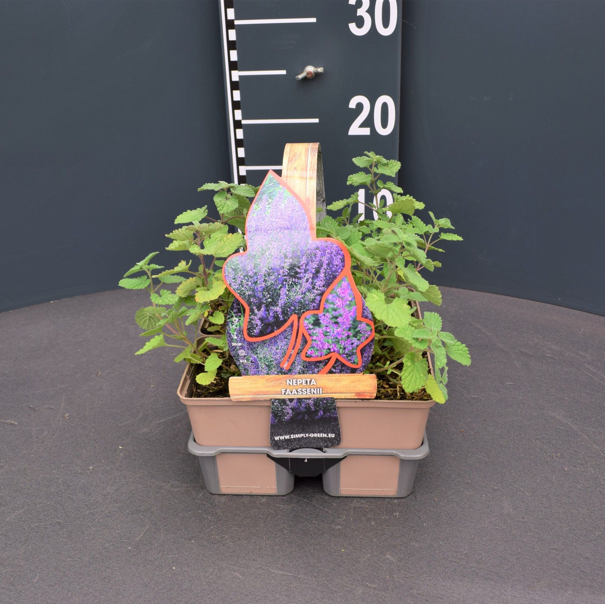Nepeta faassenii 4 pack