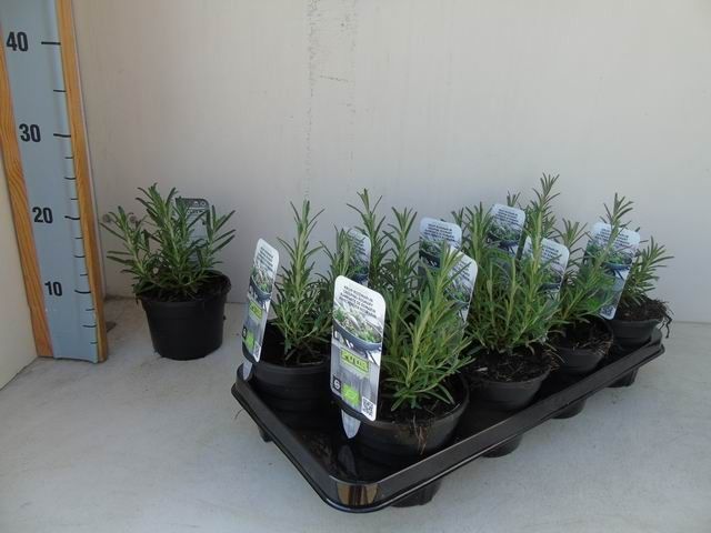 Rosmarinus officinalis 'Blue Winter'