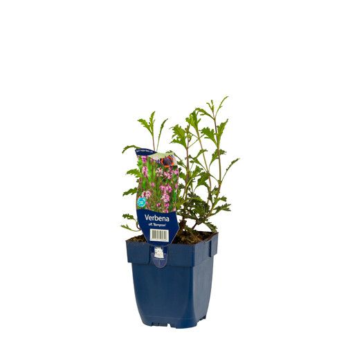 Verbena officinalis 'Bampton'