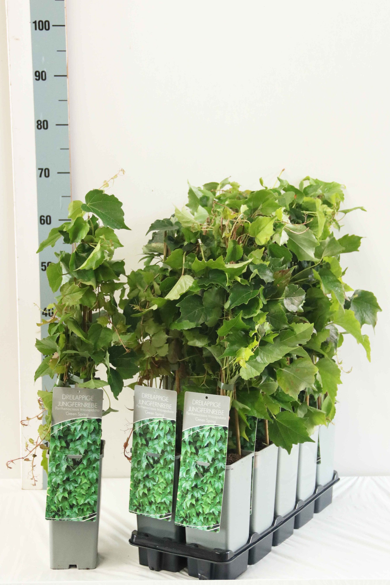 Parthenocissus tricuspidata 'Green Spring'