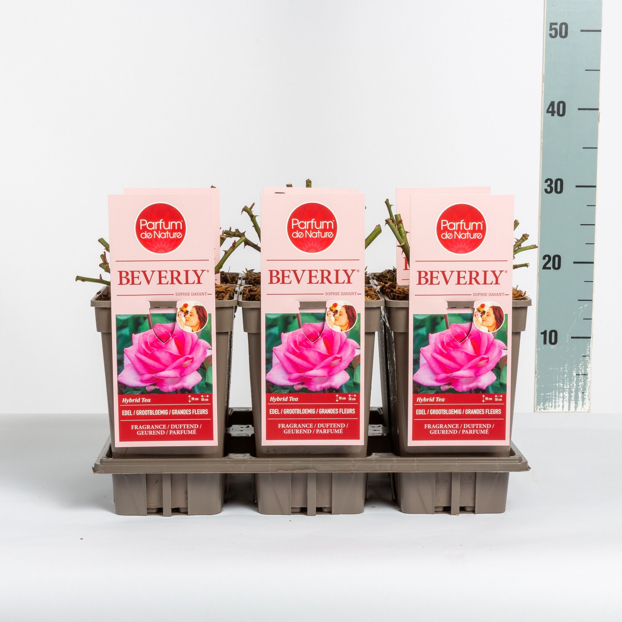 Rosa Beverly ® 'Parfum de Nature'